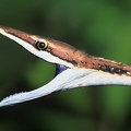 Oxybelis aeneus  Brown Vine Snake  Erzspitznatter 8 1