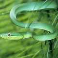 Oxybelis fulgidus  Green Vine Snake  Glanzspitznatter 3 1