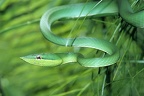 Oxybelis fulgidus  Green Vine Snake  Glanzspitznatter 3 1