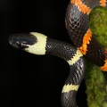 Oxyrhopus petolarius1