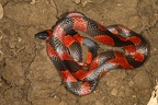 Oxyrhopus petolarius  Banded calico snake 1 2