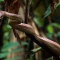 Phrynonax poecilonotus5 1