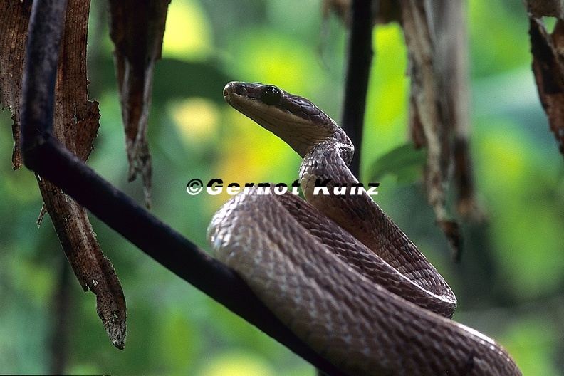 Phrynonax poecilonotus 2 1 - Phrynonax_poecilonotus_2_1.jpg Phrynonax_poecilonotus_2_1.jpg