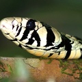 Spilotes pullatus  Tiger Ratsnake  Mica 2 1