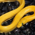 Hydrophis platurus  Pelagic Sea Snake  Pl  ttchen-Seeschlange 2 1