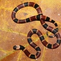 Micrurus alleni  Allen  s Coral snake 18 1