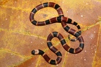 Micrurus alleni  Allen  s Coral snake 18 1