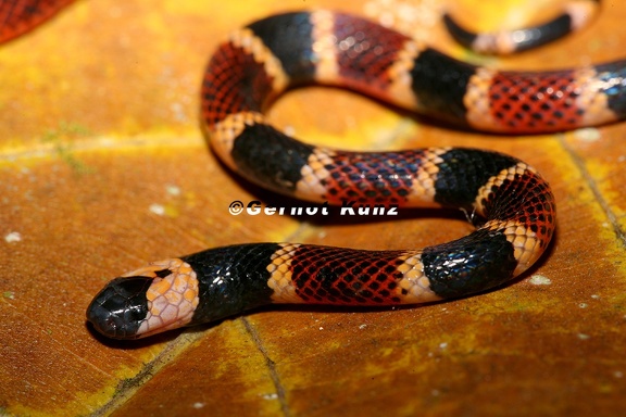 Micrurus alleni  Allen  s Coral snake 19 1