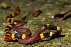 Micrurus mosquitensis  Costa Rican Coral Snake 2 3