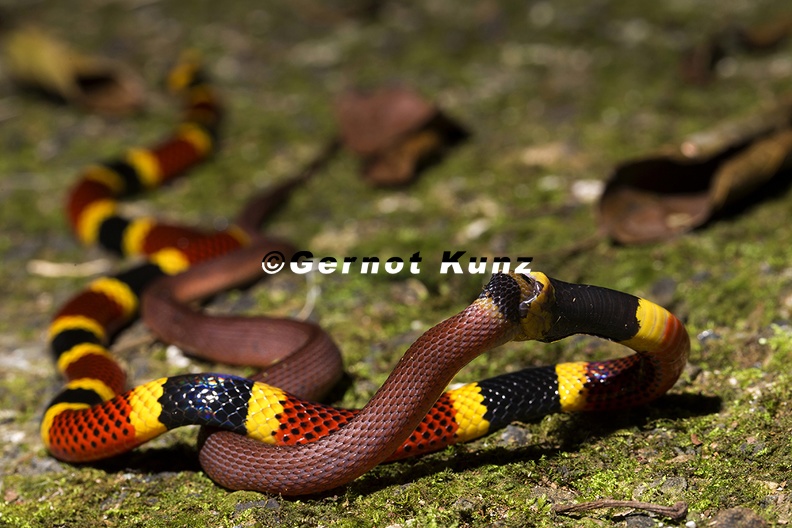 Micrurus_mosquitensis__Costa_Rican_Coral_Snake_2_3.jpg