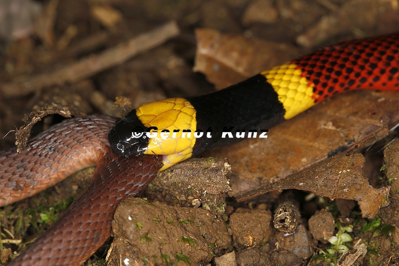 Micrurus_mosquitensis__Costa_Rican_Coral_Snake_3_3.jpg