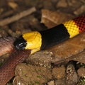 Micrurus mosquitensis  Costa Rican Coral Snake 3 3