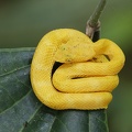 Bothriechis schlegelii  Eyelash Pitviper  Greifschwan-Lanzenotter 12 2