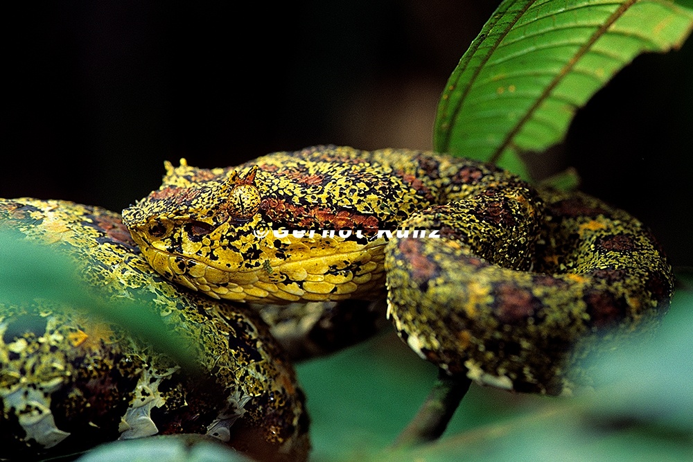Bothriechis schlegelii  Eyelash Pitviper  Greifschwan-Lanzenotter 13