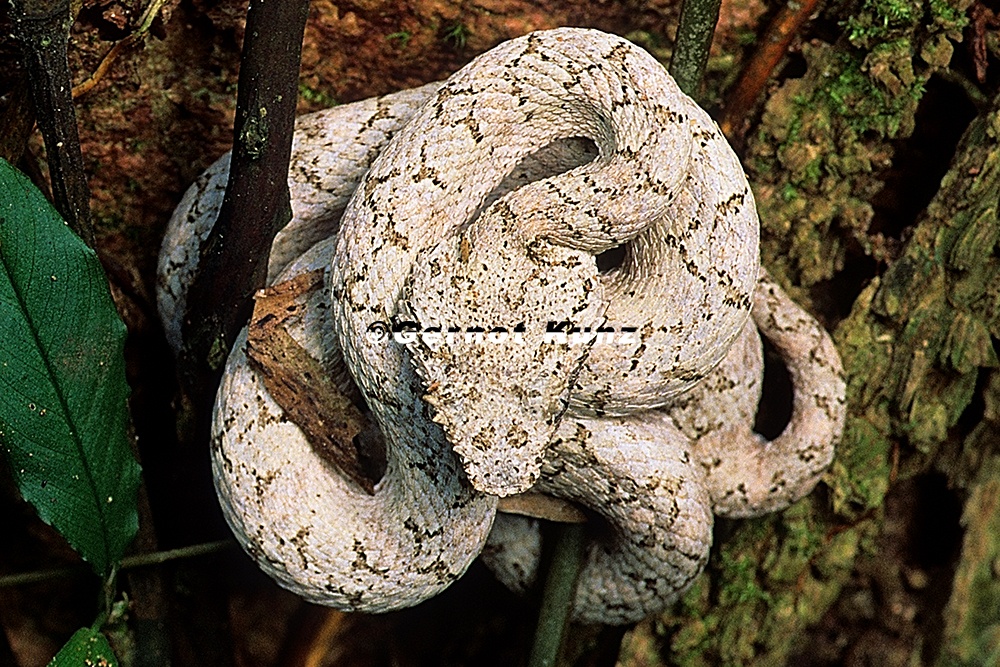 Bothriechis schlegelii  Eyelash Pitviper  Greifschwan-Lanzenotter 13 3