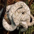Bothriechis schlegelii  Eyelash Pitviper  Greifschwan-Lanzenotter 13 3