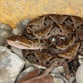Bothrops asper  Fer-de-Lance  Lanzenotter 1 2