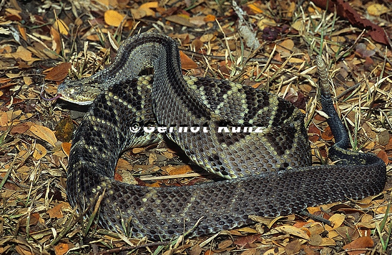 Crotalus simus  Neotropical Rattlesnake  Schauer-Klapperschlange 1 1