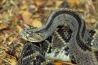 Crotalus simus  Neotropical Rattlesnake  Schauer-Klapperschlange 2 2
