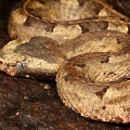 Porthidium porrasi 1 2
