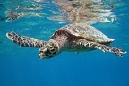 Eretmochelys imbricata  Hawksbill Sea Turtle  Echte Karettschildkr  te 1 2v
