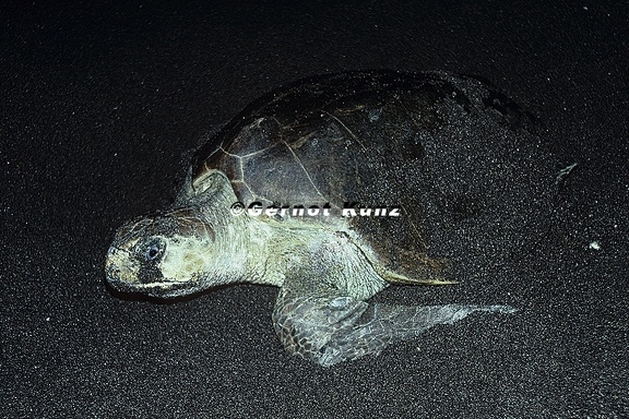 Lepidochelys olivacea  Olive Riddle Turtle  Lora  Oliv-Bastardschildkr  te 1 2v