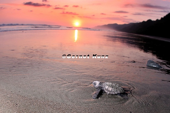 Lepidochelys olivacea  Olive Riddle Turtle  Lora  Oliv-Bastardschildkr  te 4 3v