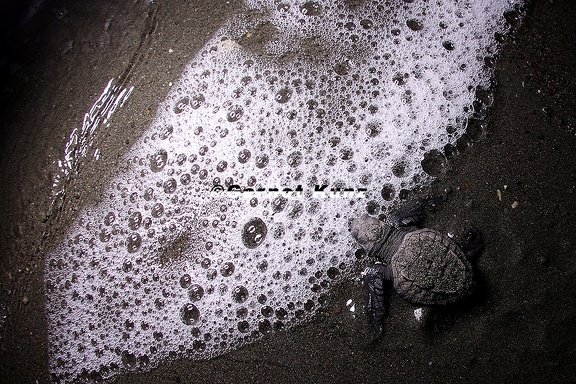 Lepidochelys olivacea  Olive Riddle Turtle  Lora  Oliv-Bastardschildkr  te 8 2v