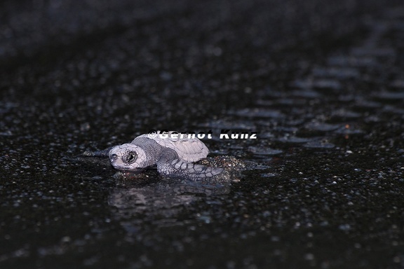 Lepidochelys olivacea  Olive Riddle Turtle  Lora  Oliv-Bastardschildkr  te J1 2v