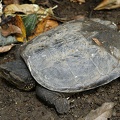 Chelydra acutirostris Snapping turtle  Schnappschildkr  te 2 1