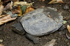 Chelydra acutirostris Snapping turtle  Schnappschildkr  te 2 1