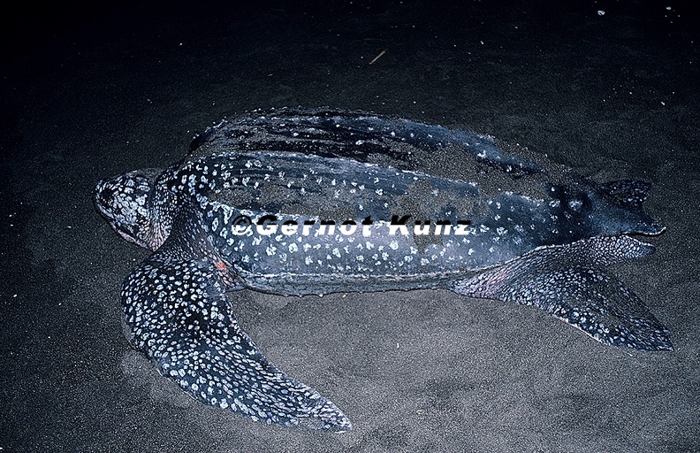 Dermochelys_coriacea__Leatherback_sea_turtle__Lederschildkr__te_1_1v.jpg