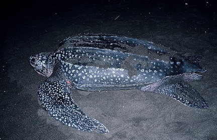 Dermochelys coriacea  Leatherback sea turtle  Lederschildkr  te 1 1v