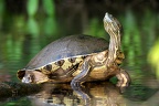 Trachemys venusta  Mesoamerikan Slider 1 2v