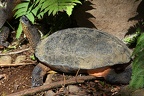 Rhinoclemmys funerea  Black River turtle  Bauchstreifen Erdschildkr  te  1 2v