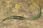 Allolobophora smaragdina  Smaragdgr  ner Regenwurm 3 2