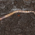 Lumbricidae indet  9 2