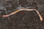 Annelida (Ringelwürmer)