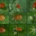 Teranychidae  amp  Phytoseiulus 3
