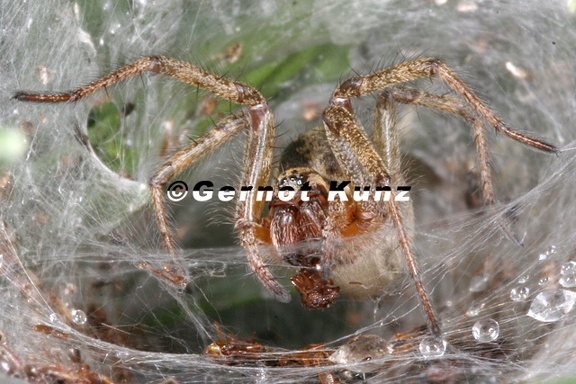 Agelena labyrinthica  Labyrinthspinne 2 2v