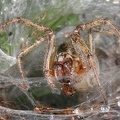 Agelena labyrinthica  Labyrinthspinne 2 2v