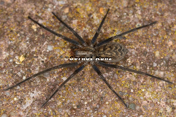 Agelenidae indet  9 2