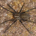 Agelenidae indet  9 2
