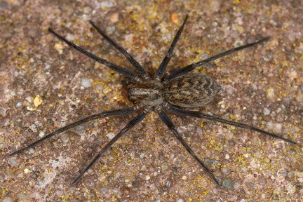 Agelenidae indet  9 2