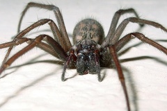 Eratigena atrica  Hausspinne W9 2v