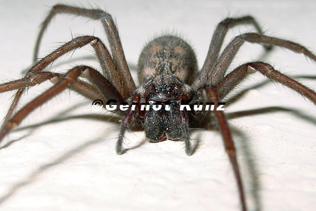 Eratigena atrica  Hausspinne W9 2v