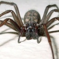 Eratigena atrica  Hausspinne W9 2v