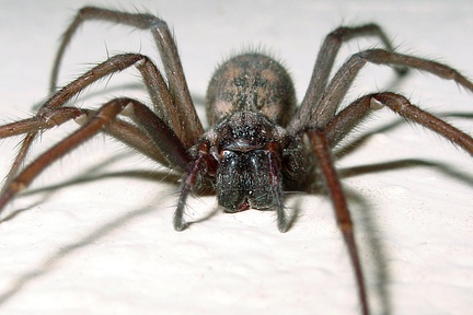 Eratigena atrica  Hausspinne W9 2v