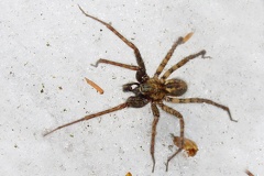 Tegenaria ferruginea  Rostrote Winkelspinne M8 2v