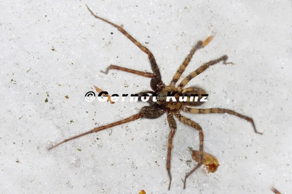 Tegenaria ferruginea  Rostrote Winkelspinne M8 2v